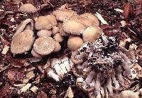 Picture for song 'FoRbIdIn fReEStYlE Ft sHuKs' by artist 'kRiTiK'