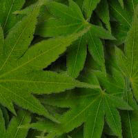 Picture for song 'my weed song' by artist 'Krook On Weed'