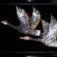 Picture for song 'i flew with dreaming cranes' by artist 'krzysztof duszkiewicz'