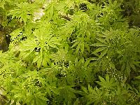 Picture for song 'Sweetish Cheeba' by artist 'KTheMart'