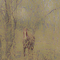 Picture for song 'the after dinner drug' by artist 'labbor'