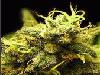 Picture for song 'Get'em High' by artist 'LaCasa Productions Artists'