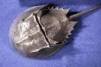 Picture for song 'Lake of Fire' by artist 'Land Mammal'