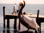 Picture for song 'In Cedar Key' by artist 'Larry Whitler'