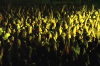 Picture for song 'TDID' by artist 'Latelatelatenight'