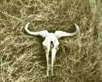 Picture for song 'Cowboy Movie' by artist 'Lawrence Bullock'