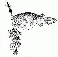 Picture for song 'King Kong' by artist 'Lawrence Bullock'