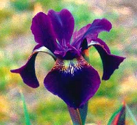 Picture for song 'preternaturalism n.' by artist 'Lee Miller'