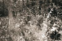 Picture for song 'Spooky Tooth' by artist 'Lickskillet'