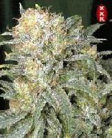 Picture for song 'Smokin Doja' by artist 'Life After Death Entertainment'