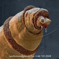 Picture for song 'Vaginal Maggot Fetish(live)' by artist 'LifeAtZero'