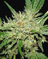Picture for song 'Chronic Green' by artist 'Lifted Label'
