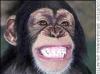 Picture for song 'Shake That Monkey - Laidee P. ft. Lil Crazed' by artist 'Lil Crazed'