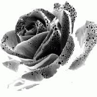 Picture for song 'My perfect dream' by artist 'lisa vegas'