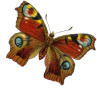 Picture for song 'Brown Haired Angel' by artist 'Lisa Winn'