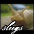 Picture for song 'Slugs' by artist 'Litterbox'