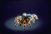 Picture for song 'Spider (We Love You)' by artist 'Living Better Electrically'