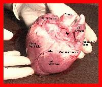 Picture for song 'Valentines Day FuckFest' by artist 'LoCuSt (dramacide records)'