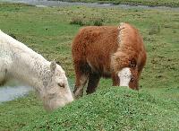 Picture for song 'Naken och förvirrad' by artist 'Lolita Ray'