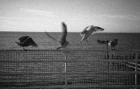 Picture for song 'Too many teardrops' by artist 'Lolita Ray'