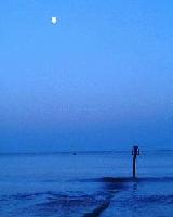 Picture for song 'Vildrosen' by artist 'Lolita Ray'