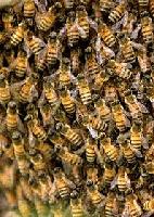 Picture for song 'SWARM OF SOULZ FT. WARGOD AND SILENT SOULJAH' by artist 'LORD ZERO'