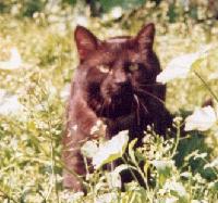 Picture for song 'Fito Fuma Pito' by artist 'Los PERCS'