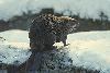 Picture for song 'ballad of the beaver' by artist 'Loup Garou'