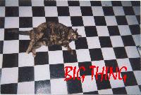 Picture for song 'phaatt' by artist 'lucky fokker'