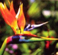 Picture for song 'Elements' by artist 'Lunatis'