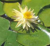 Picture for song 'Nymphea' by artist 'Lunatis'