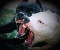 Picture for song 'gun to your face' by artist 'LyRiCaLy SiCk'