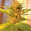 Picture for song 'Maria Juana (mhir one, rjayblaze, jay nasty)' by artist 'macc-town's finest'