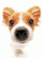 Picture for song 'Street Dog' by artist 'maGma'