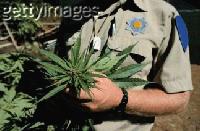 Picture for song 'The Ballad of Joe Pot Smoker (Just Say Yes!)' by artist 'Maioan Person'