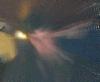 Picture for song 'Tragic(Album Version)' by artist 'Malmutation'