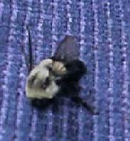 Picture for song 'I'm A King Bee' by artist 'Manny Moore'