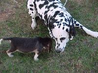 Picture for song 'The Thrill Is Gone' by artist 'Manny Moore'