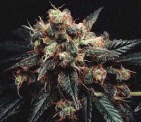 Picture for song 'Lifestyles of The Drunk and Blunted' by artist 'ManOwaR'