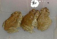 Picture for song 'evil toads' by artist 'mantisboy'