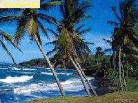 Picture for song 'Paradise' by artist 'Marke Jellyroll Burgstahler'