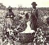 Picture for song 'Cotton fields / Leadbelly' by artist 'Mark Winegar'