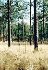 Picture for song 'Hickory Wind' by artist 'MarPluto'