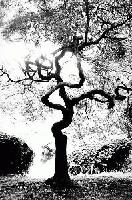 Picture for song 'i will remember' by artist 'marsh (US)'
