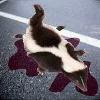 Picture for song 'Roadkill' by artist 'Martin Buchanan'