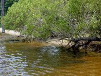 Picture for song 'I Creation II Civilization III Safari in the Sky' by artist 'Martini Dawn'