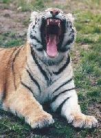 Picture for song 'Jungle Beat 4 Schoolproject' by artist 'Mastahh X'