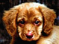 Picture for song 'hondenvangertjes spelen' by artist 'MastawillA'