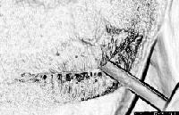 Picture for song 'LittleB-cut' by artist 'Matthew Austin'