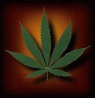 Picture for song 'Too Much Weed' by artist 'Matty Rockstar'